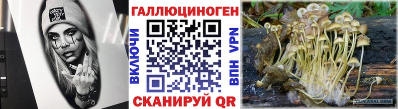Псилоцибиновые грибы Psilocybine cubensis  Кореновск 